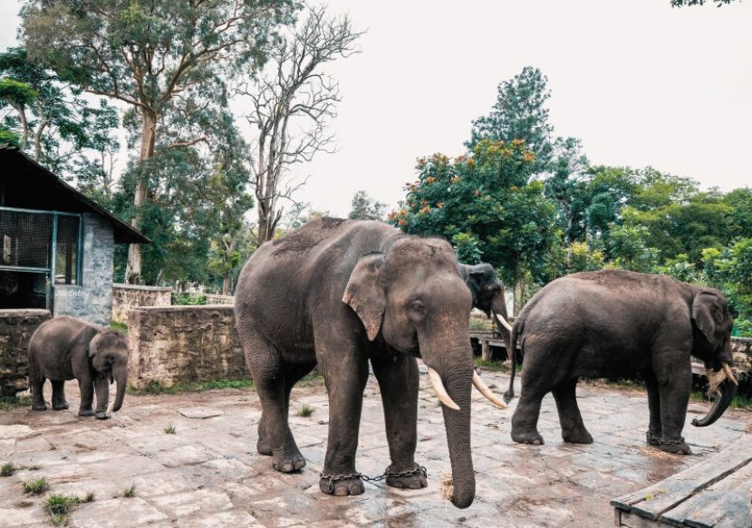 dandeli elephant camp near [dandeli jungle inn]