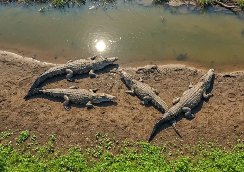 dandeli crocodile park near [dandeli jungle inn]