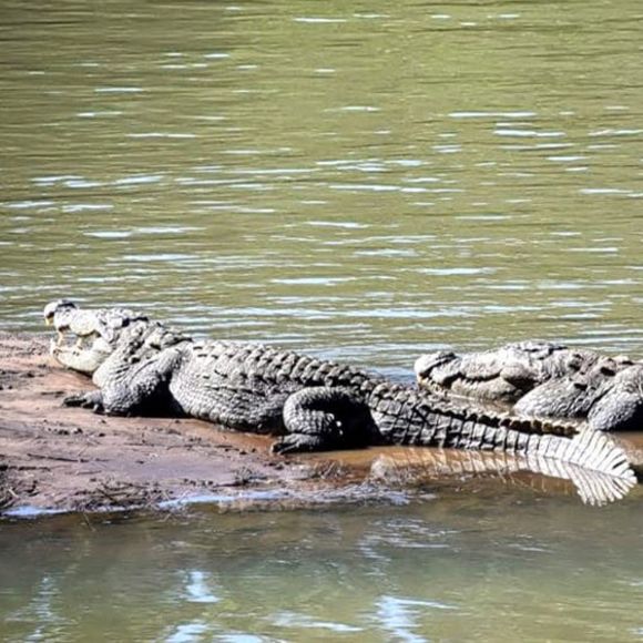 crocodile park dandeli near [dandeli jungle inn]