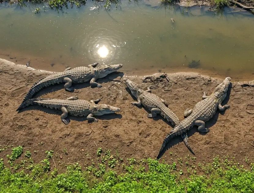 crocodile park dandeli [dandeli jungle inn]
