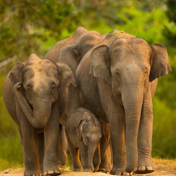 phansoli elephant camp near [dandeli jungle inn]
