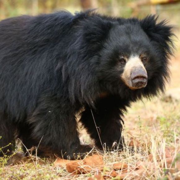 bear spotted in dandeli [dandeli jungle inn]