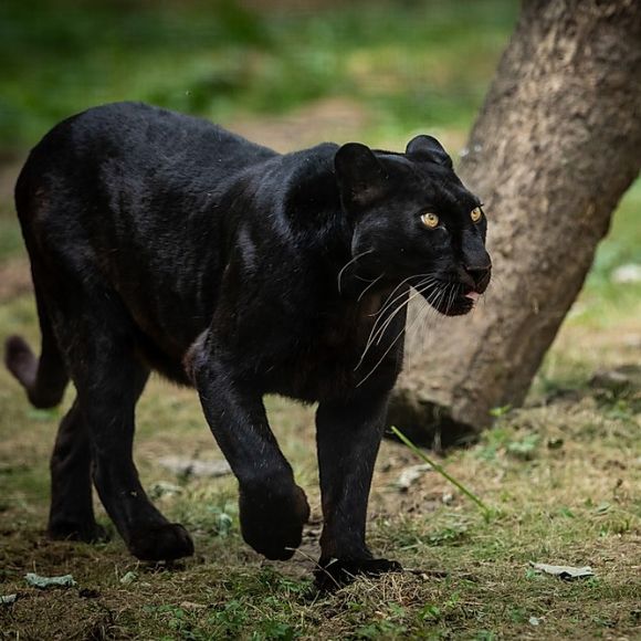 black panther spotted in dandeli [dandeli jungle inn]