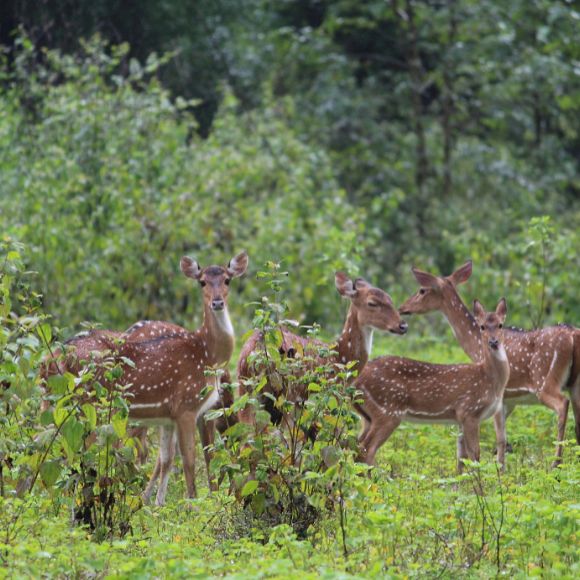 dear spotted in dandeli [dandeli jungle inn]