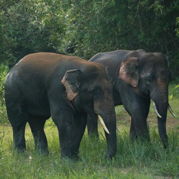 elephant spotted in dandeli [dandeli jungle inn]