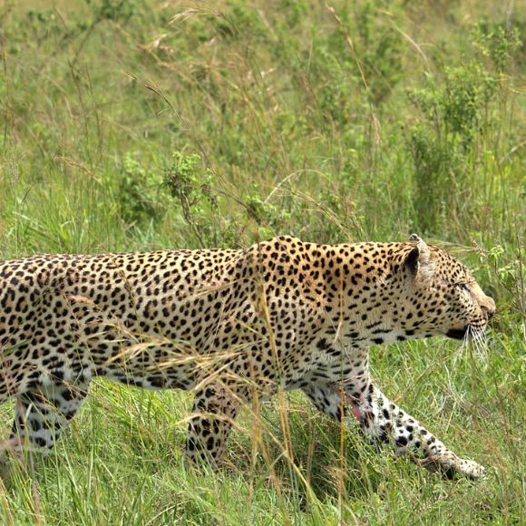 leopard spotted in dandeli [dandeli jungle inn]