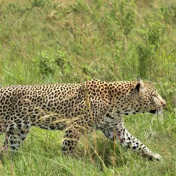 leopard spotted in dandeli [dandeli jungle inn]