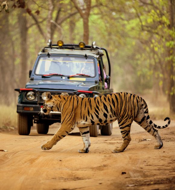 dandeli jungle safari