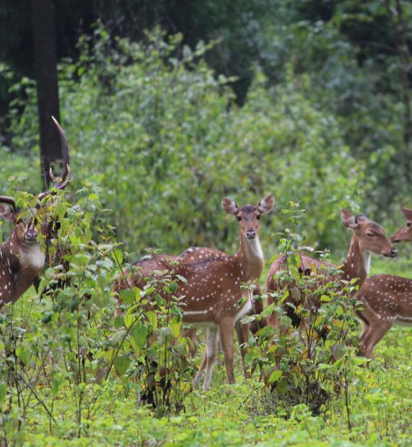 Dear spotted at Dandeli jungle safari [dandeli jungle inn]