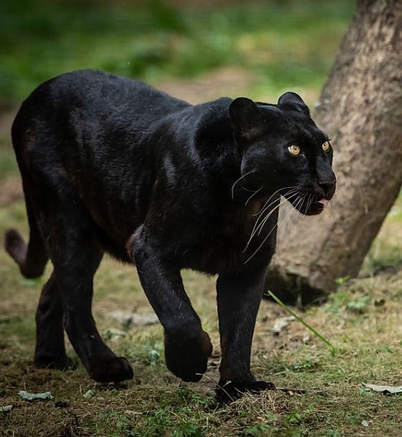 black panther spotted at dandeli jungle safari [dandeli jungle inn]