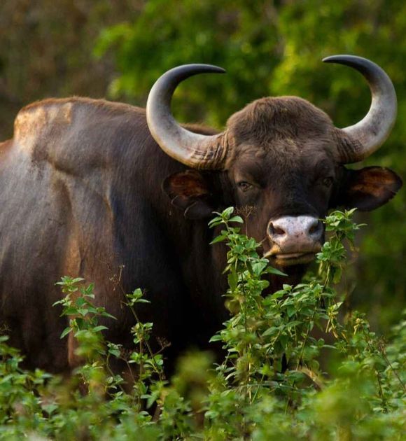 Bison spotted at dandeli jungle safari [dandeli jungle inn]