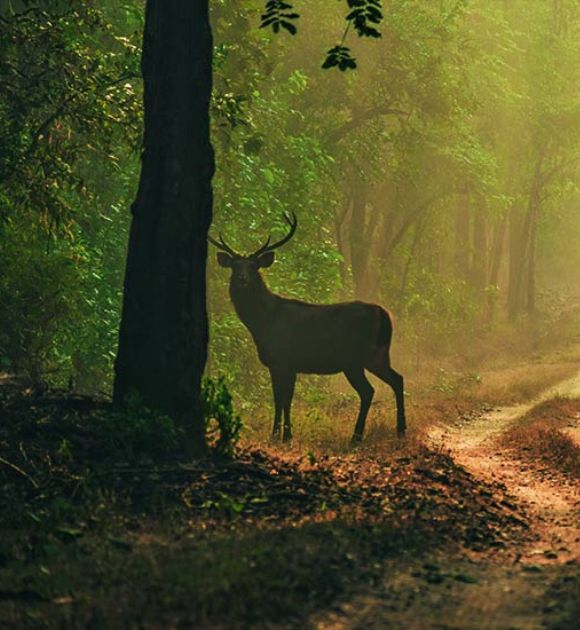 Deer spotted at Dandeli jungle safari [dandeli jungle inn]