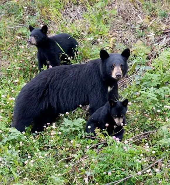 Bear spotted at dandeli jungle safari [dandeli jungle inn]