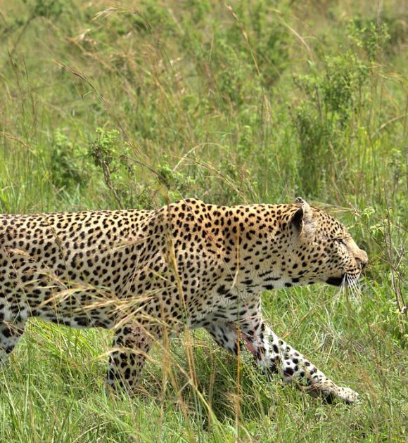 Leopard spotted at dandeli jungle safari [dandeli jungle inn]