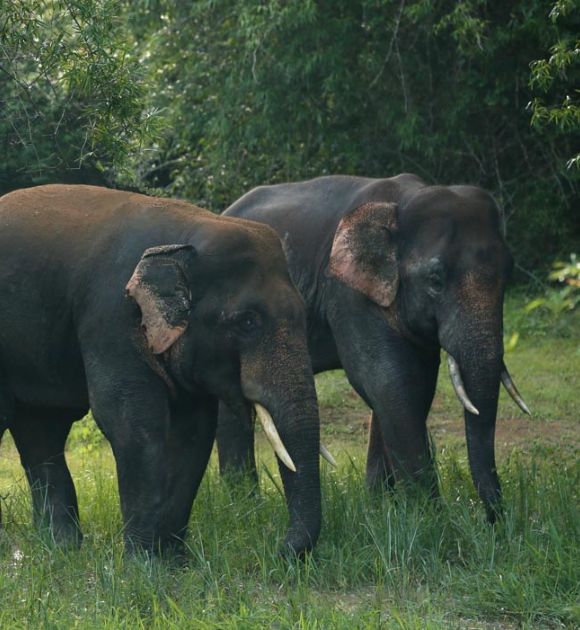 Elephant spotted at dandeli jungle safari [dandeli jungle inn]