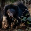 bear spotted at dandeli [dandeli jungle inn] 
