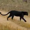 black panther spotted at dandeli [dandeli jungle inn]